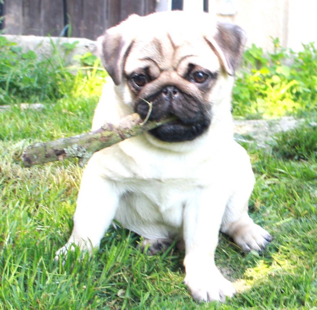 Alf des faces masquées